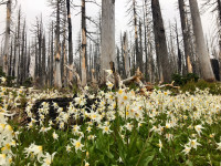 avalanche lilies on Vista Ridge Trail