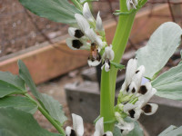 Honey bee on fava bean (cover crop) Honey bee on fava bean (cover crop)