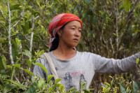 Tea grower