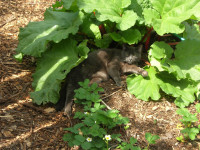 Rhubarb can be divided now through March, just be careful of the cat