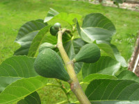 Desert King fig Desert King fig