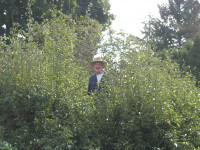 Summer pruning of pear tree new growth