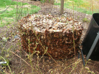 Leaf mold in the making