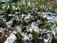 garlic in snow
