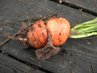 stunted carrot