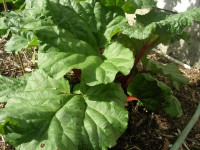time to divide rhubarb