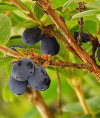 honeyberry honeyberry