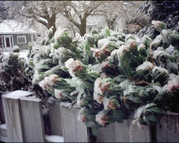 Ice in Portland, but is the plant dead?