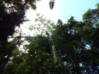A woman scientist hangs form a climbing rope in the rainforest canopy to hang microphones