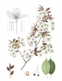 mieko_ishikawa_yama-zakura_cerasus_jamasakura_2017_watercolor_on_paper.jpg mieko_ishikawa_yama-zakura_cerasus_jamasakura_2017_watercolor_on_paper.jpg