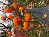 persimmons persimmons