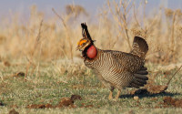 Prairie Chicken Prairie Chicken