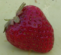 Hood strawberry Hood strawberry