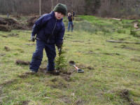 Tarboo Creek sapling planted by Scott Freeman's son Tarboo Creek sapling planted by Scott Freeman's son