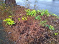 Volunteer potatoes in the late fall--but will they survive winter? Volunteer potatoes in the late fall--but will they survive winter?
